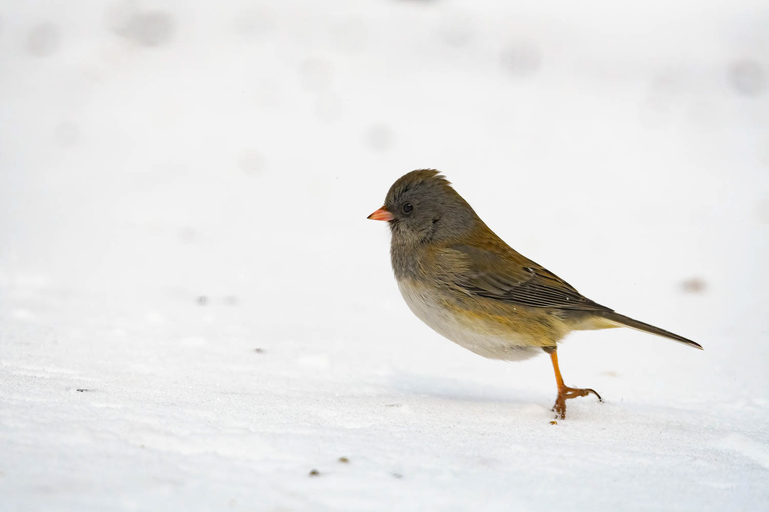 Oregon Junco