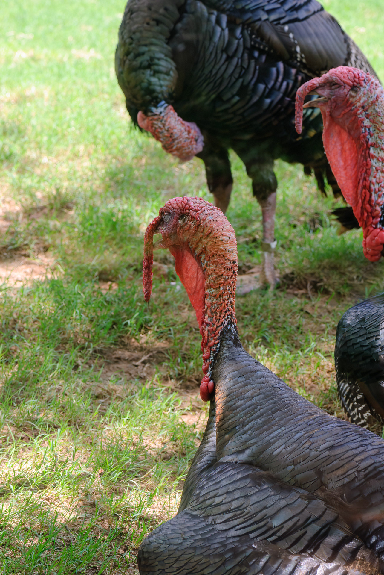 Wild Turkey