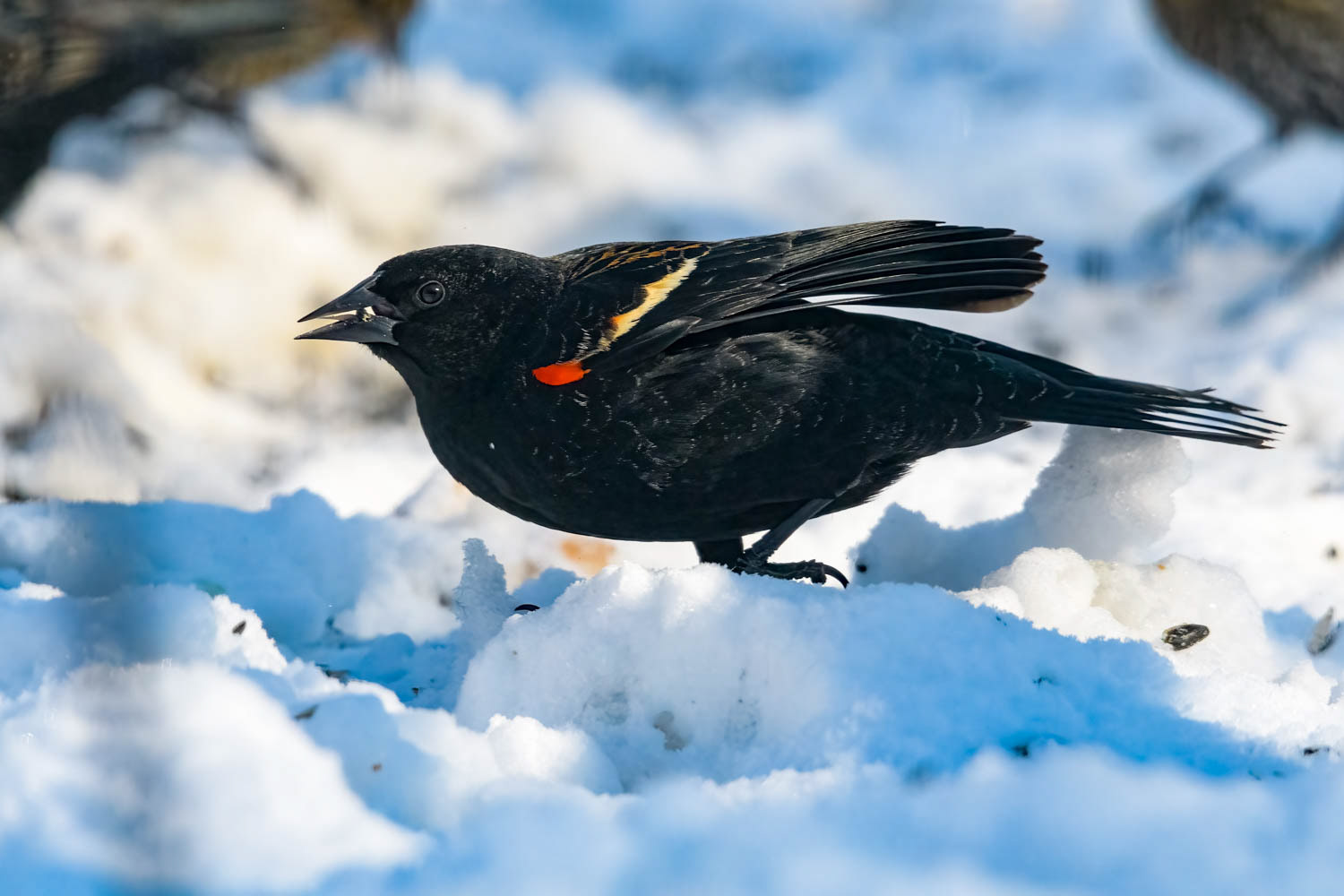 Red-winged Blackbird - Male