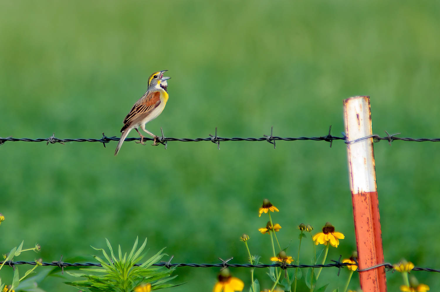 Dickcissel=Male