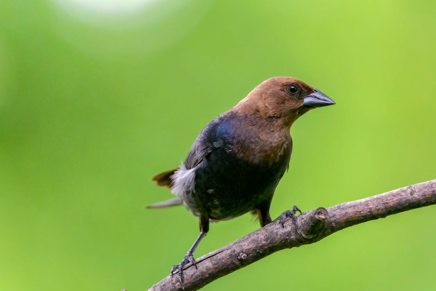 ded Cowbird-Male