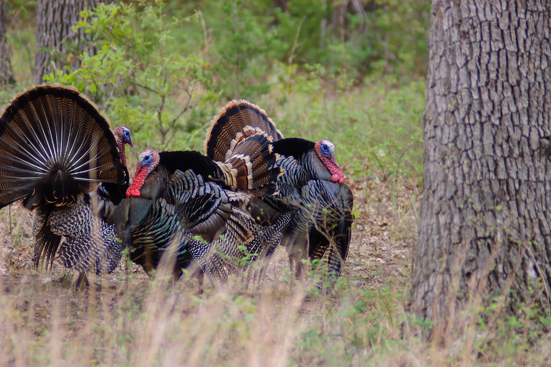 Wild Turkey
