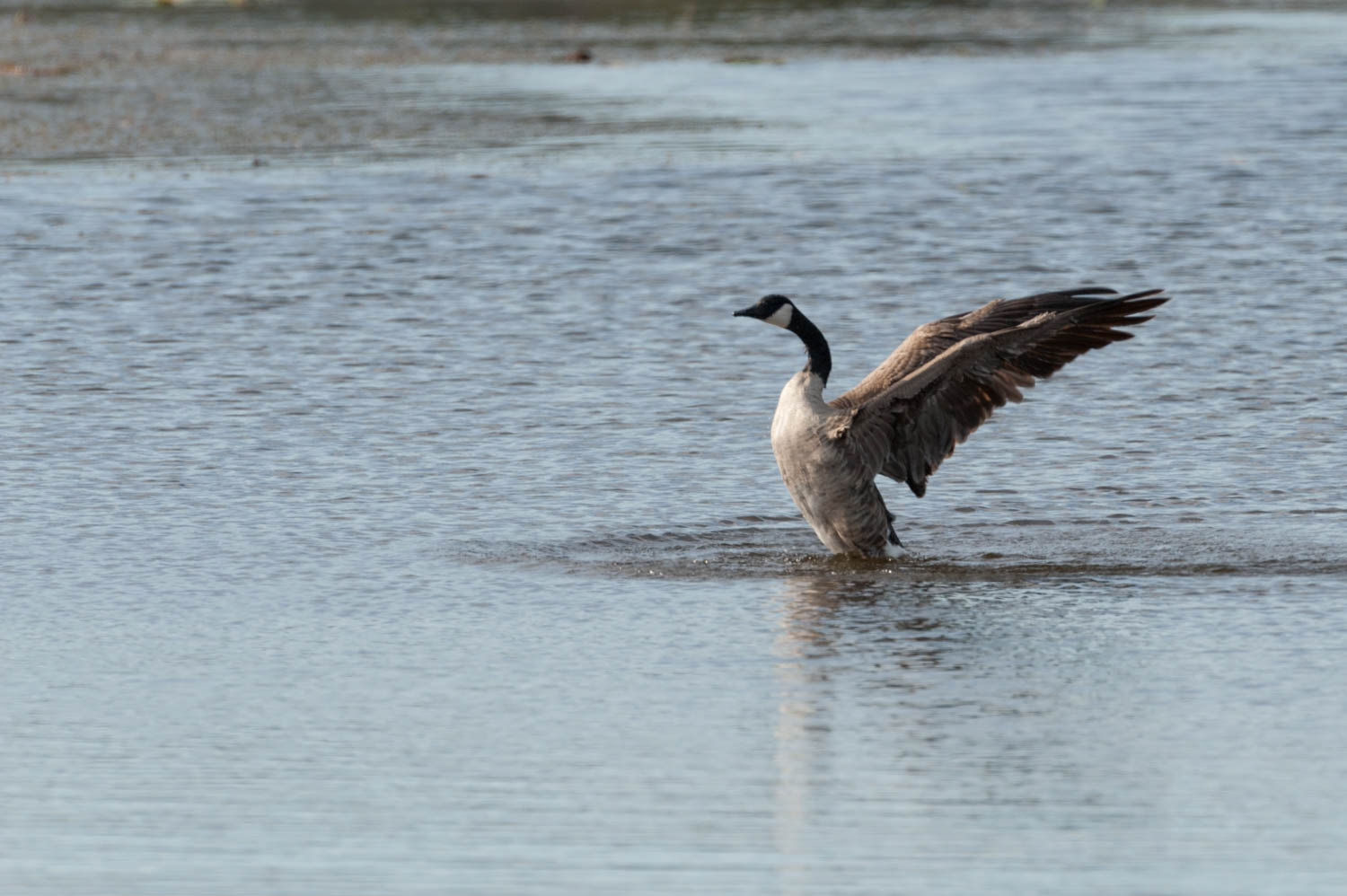 Canada Goose