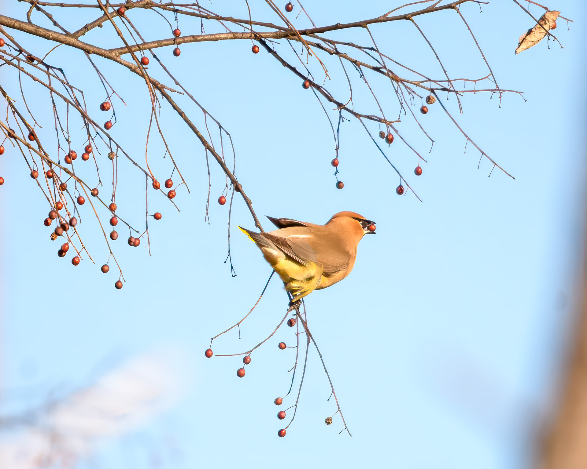 cedar waxwing (Bombycilla cedrorum)