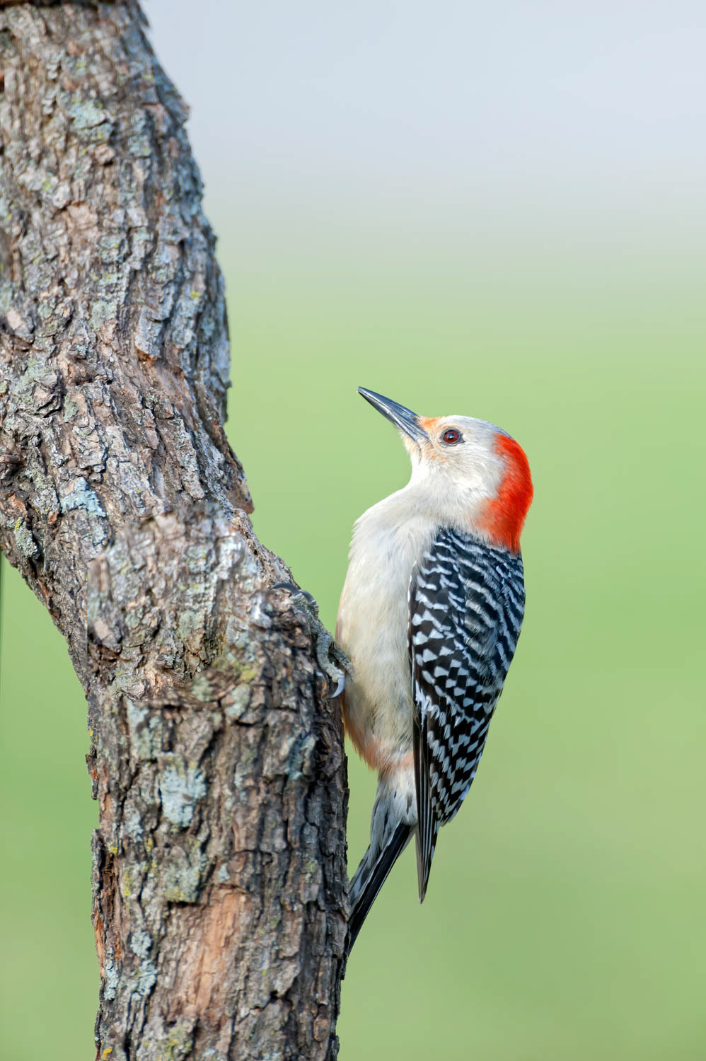Red-bellied Woodpecker