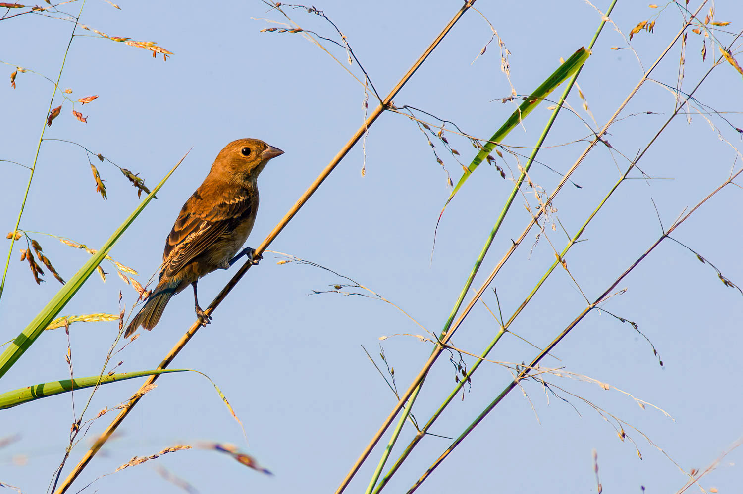 Indigo Bunting-Female