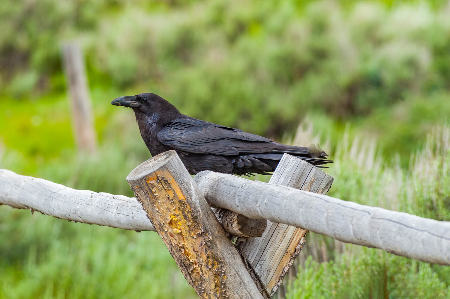 Common Raven
