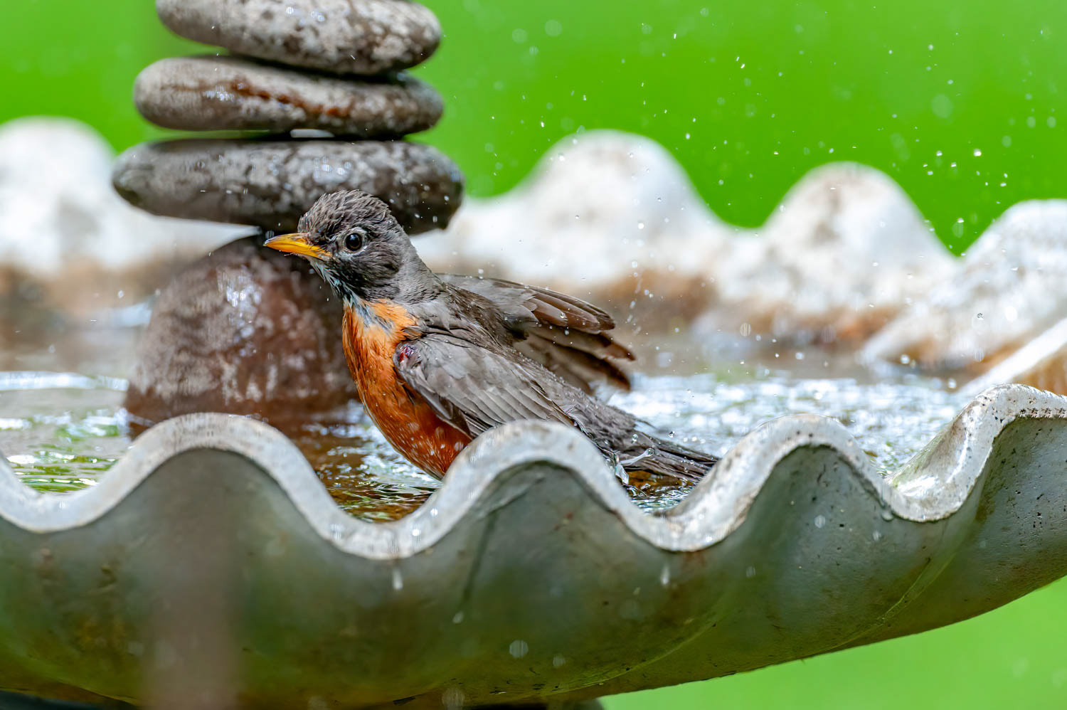 American Robin