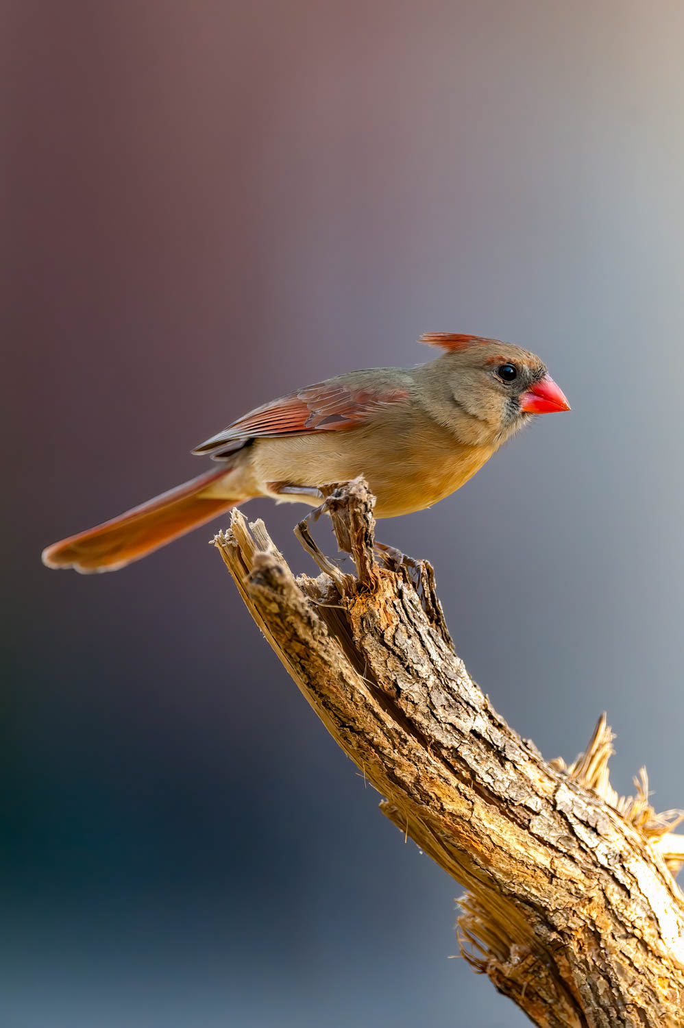 Northern Cardinal - Female