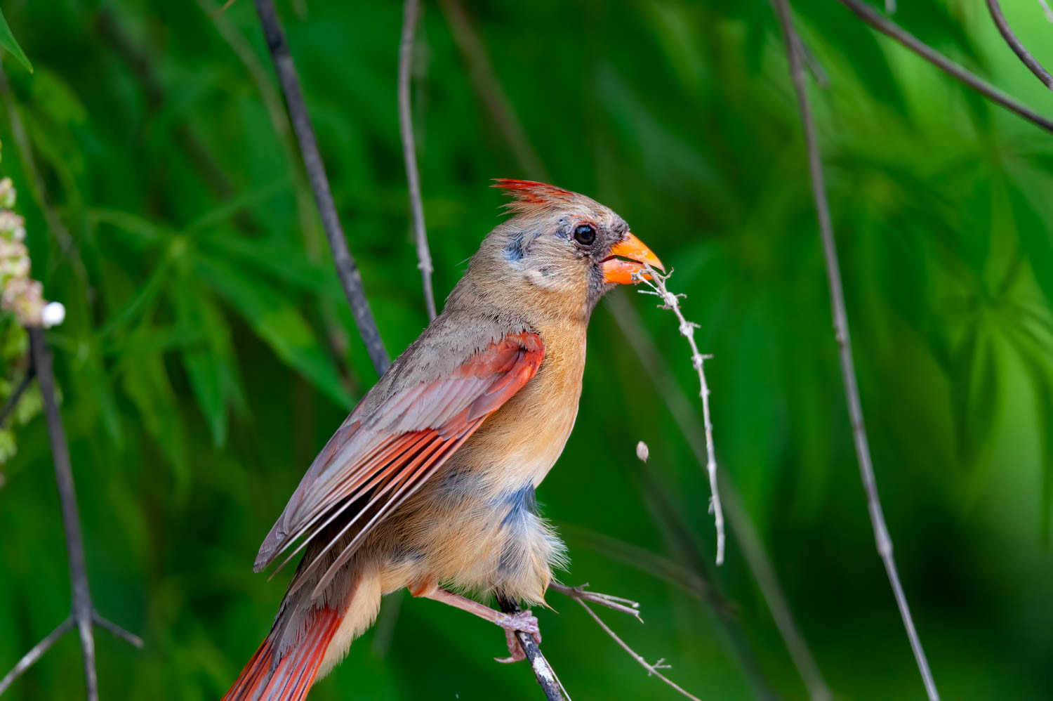 Northern Cardinal - Female