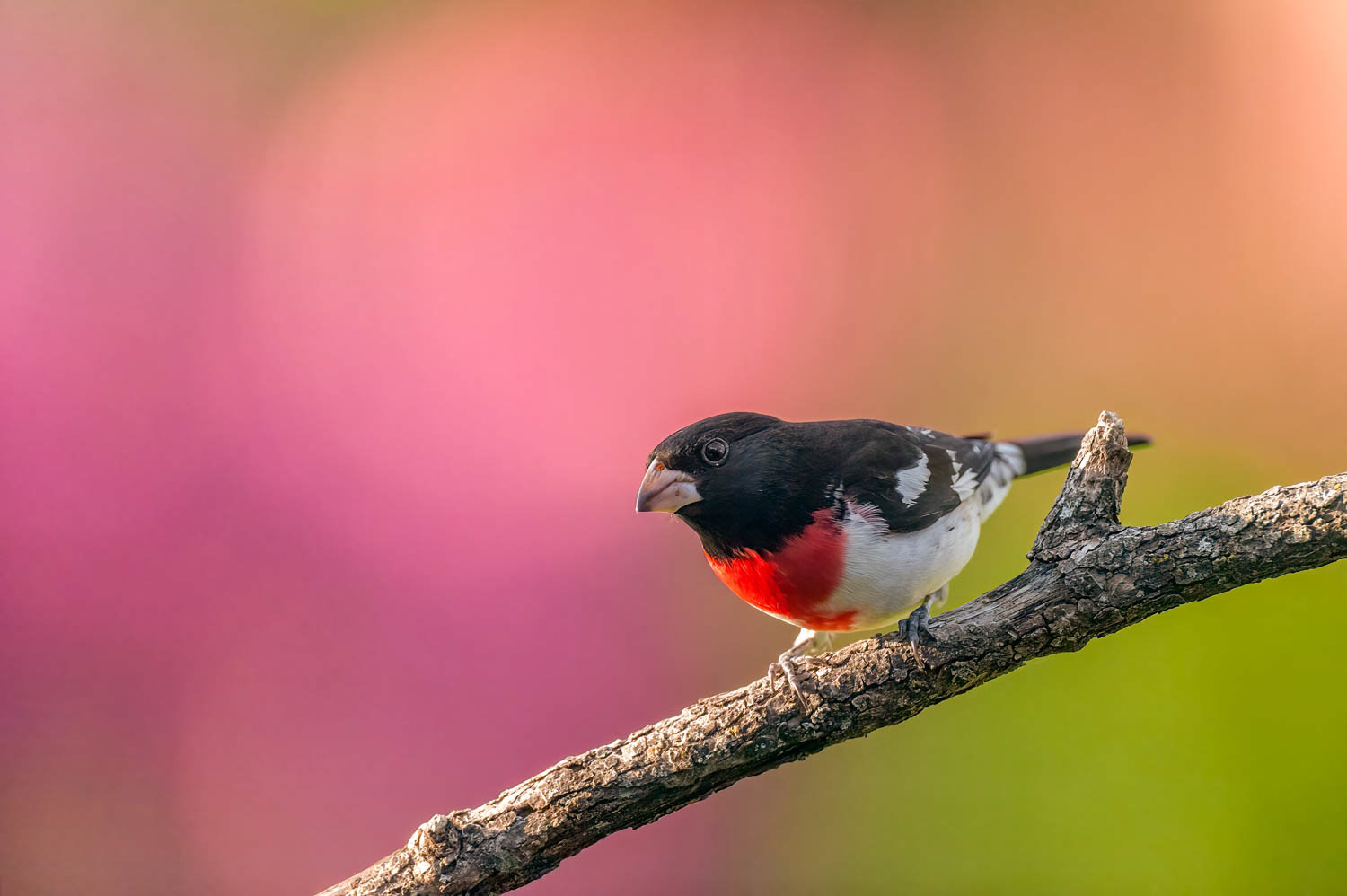 Rose-breasted Grosbeak-Male