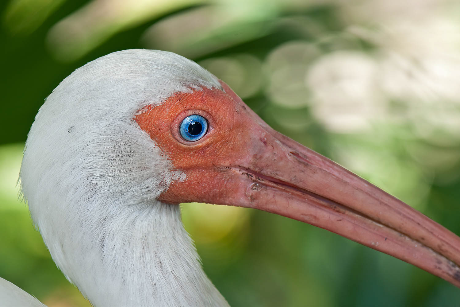 White Ibis