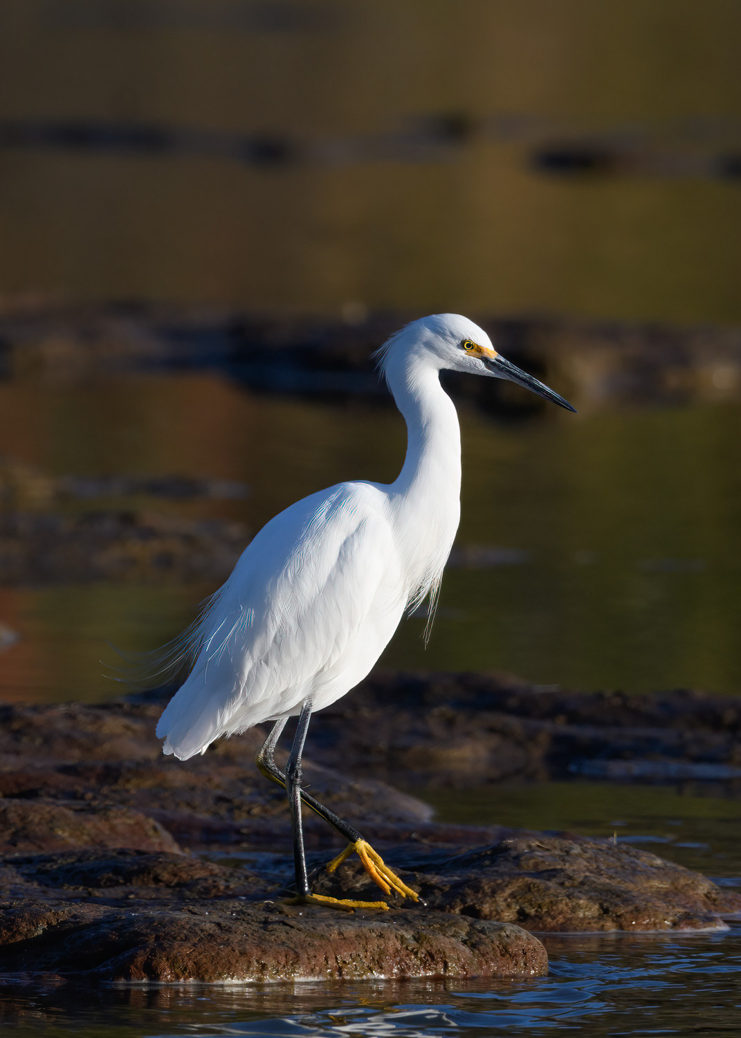 Snowy Egret
