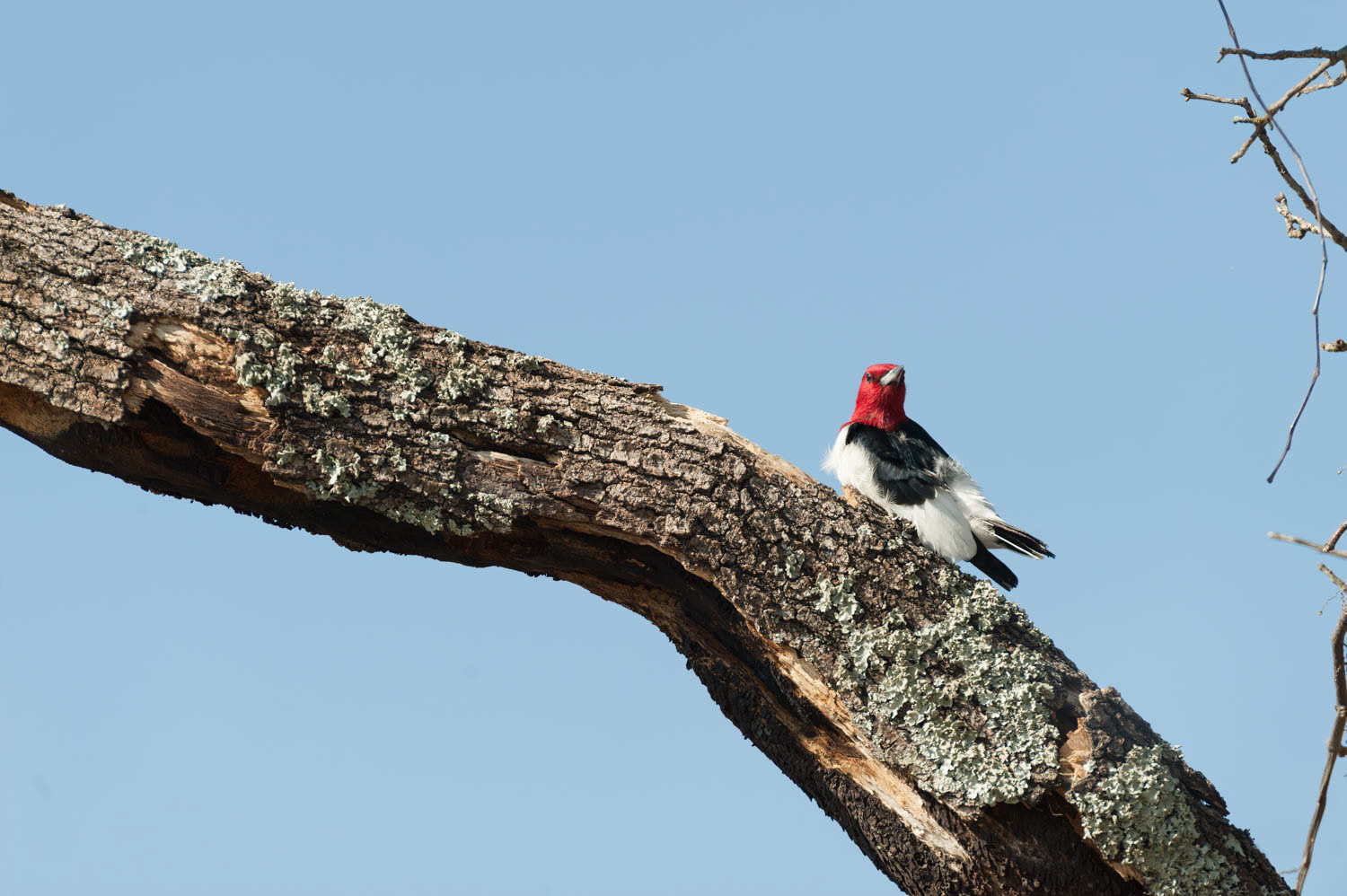 Red - Headed Woodpecker