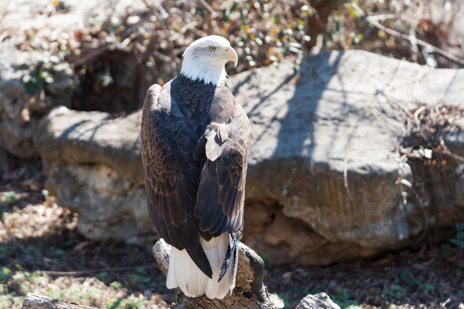 Bald EagleBald Eagle