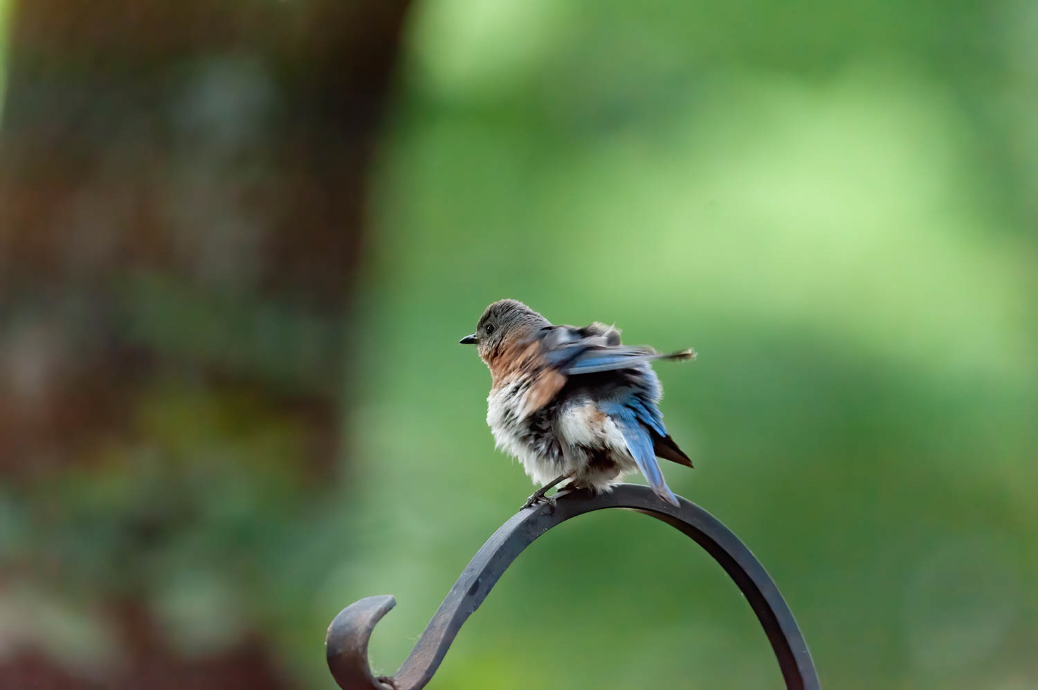 Eastern Bluebird-Female