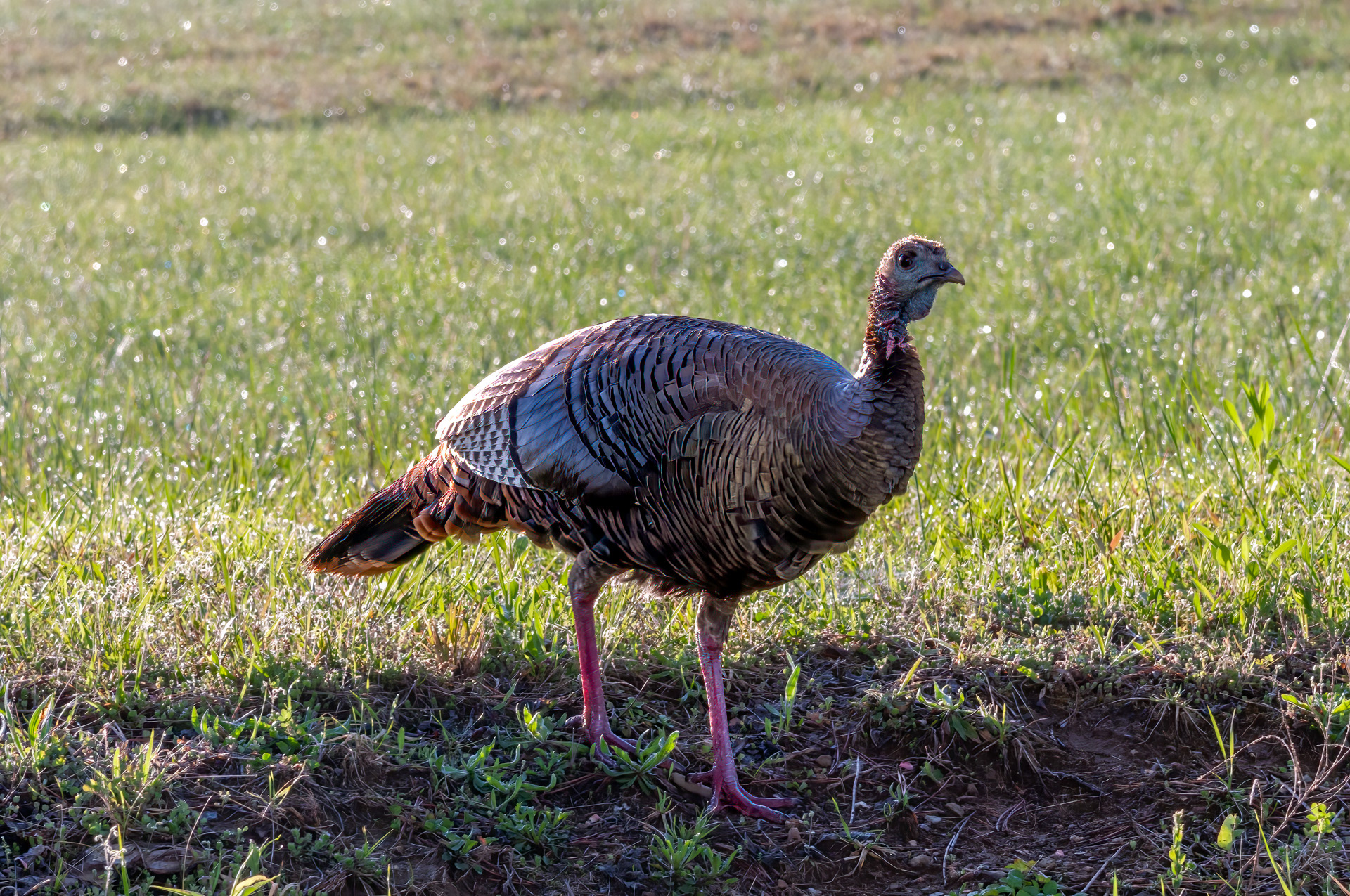 Wild Turkey