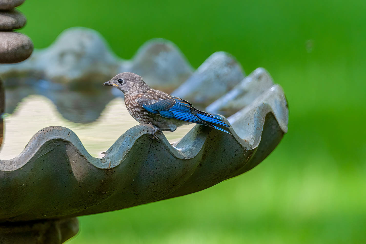 Juvenile Bluebird