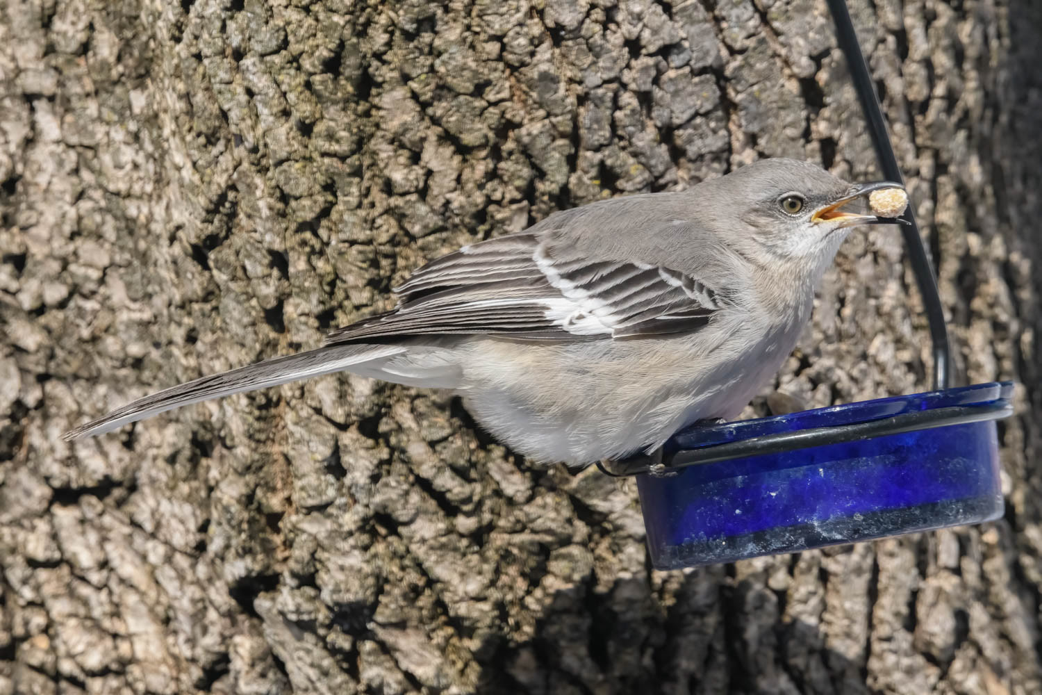 Northern Mockingbird