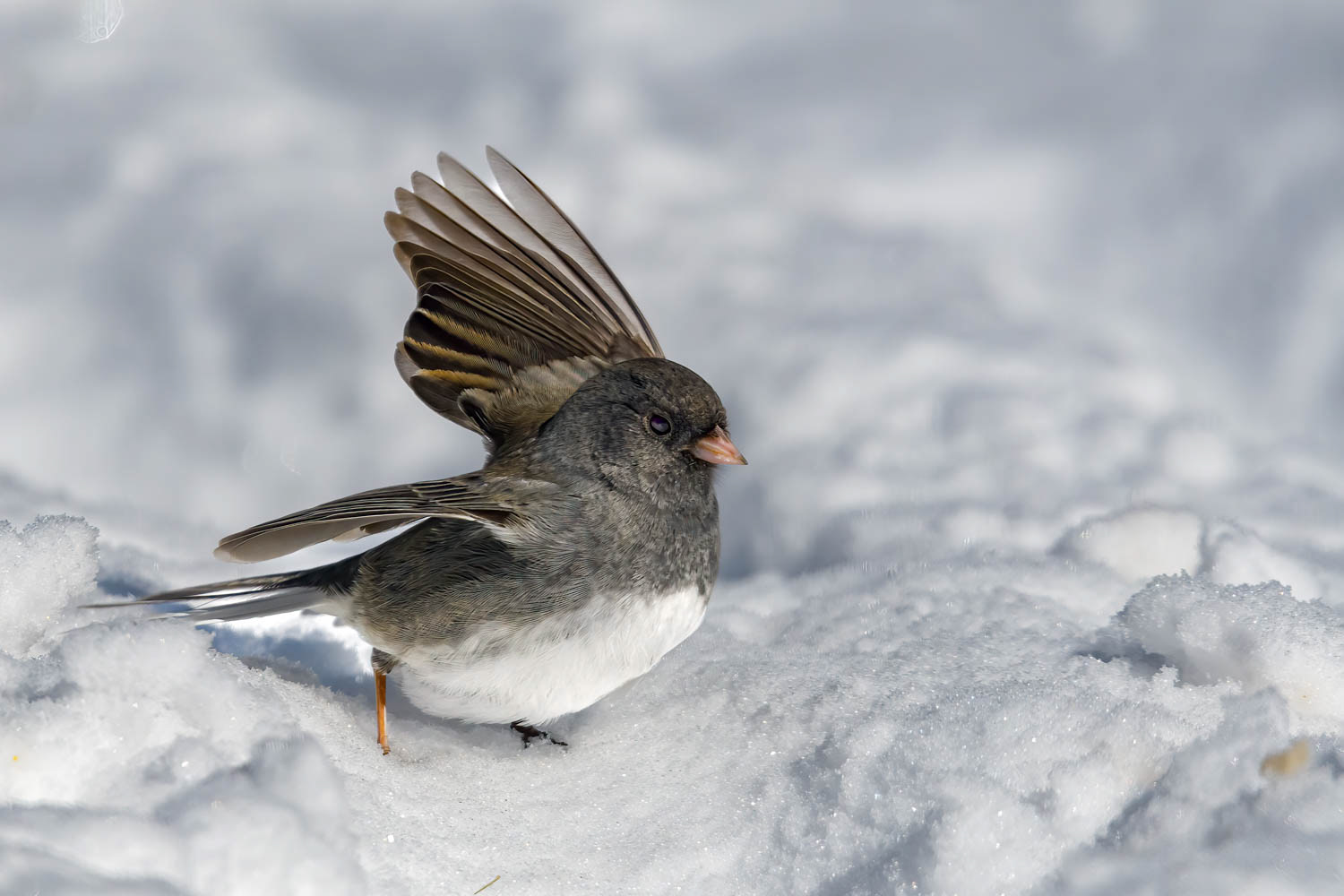 Oregon Junco