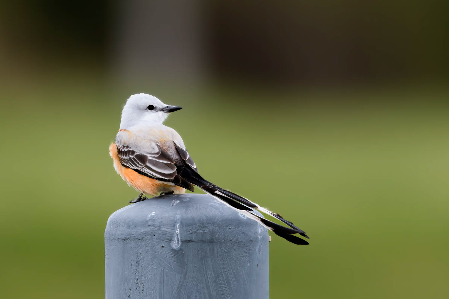 Scissor-tailed Flycatcher