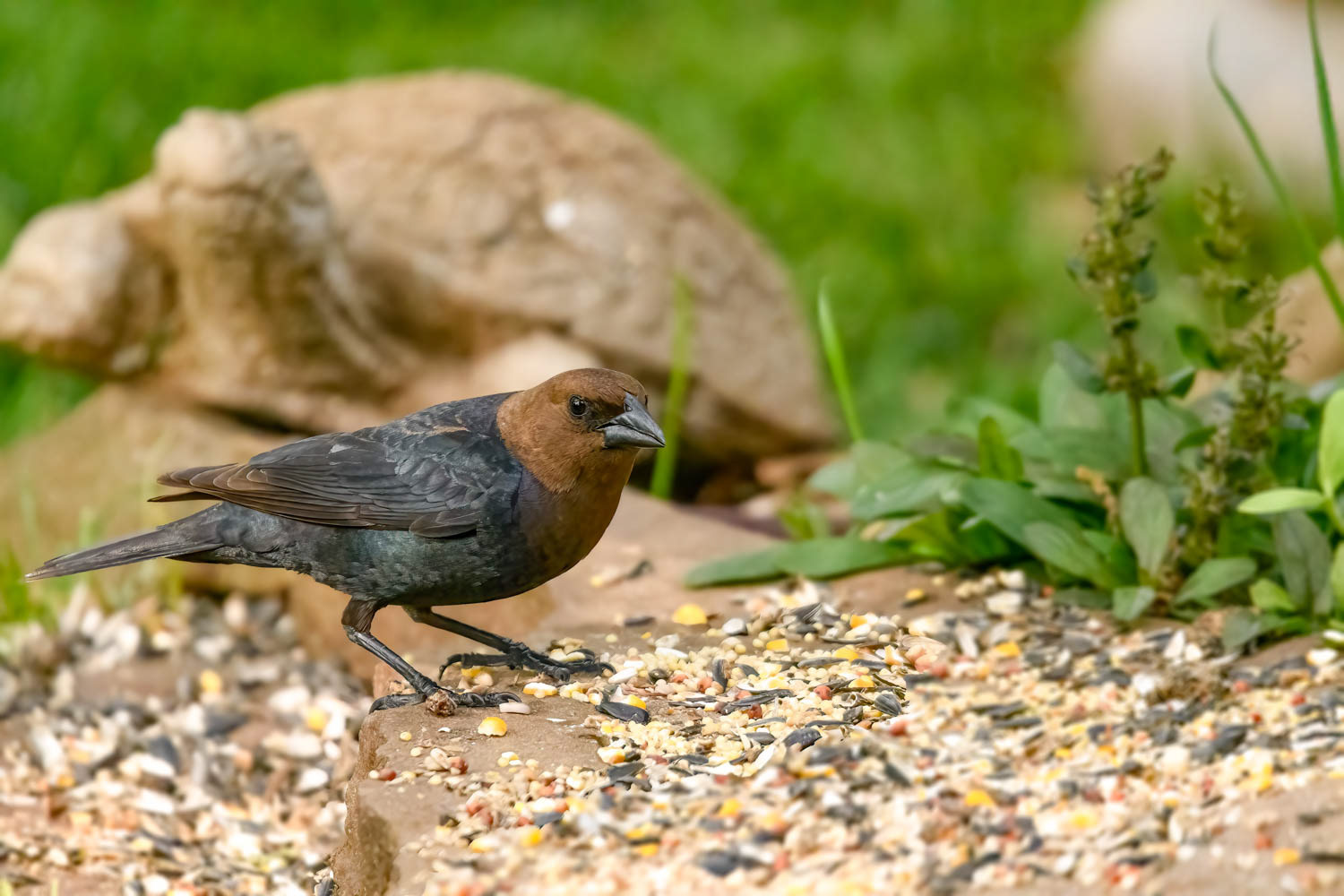 ded Cowbird-Male