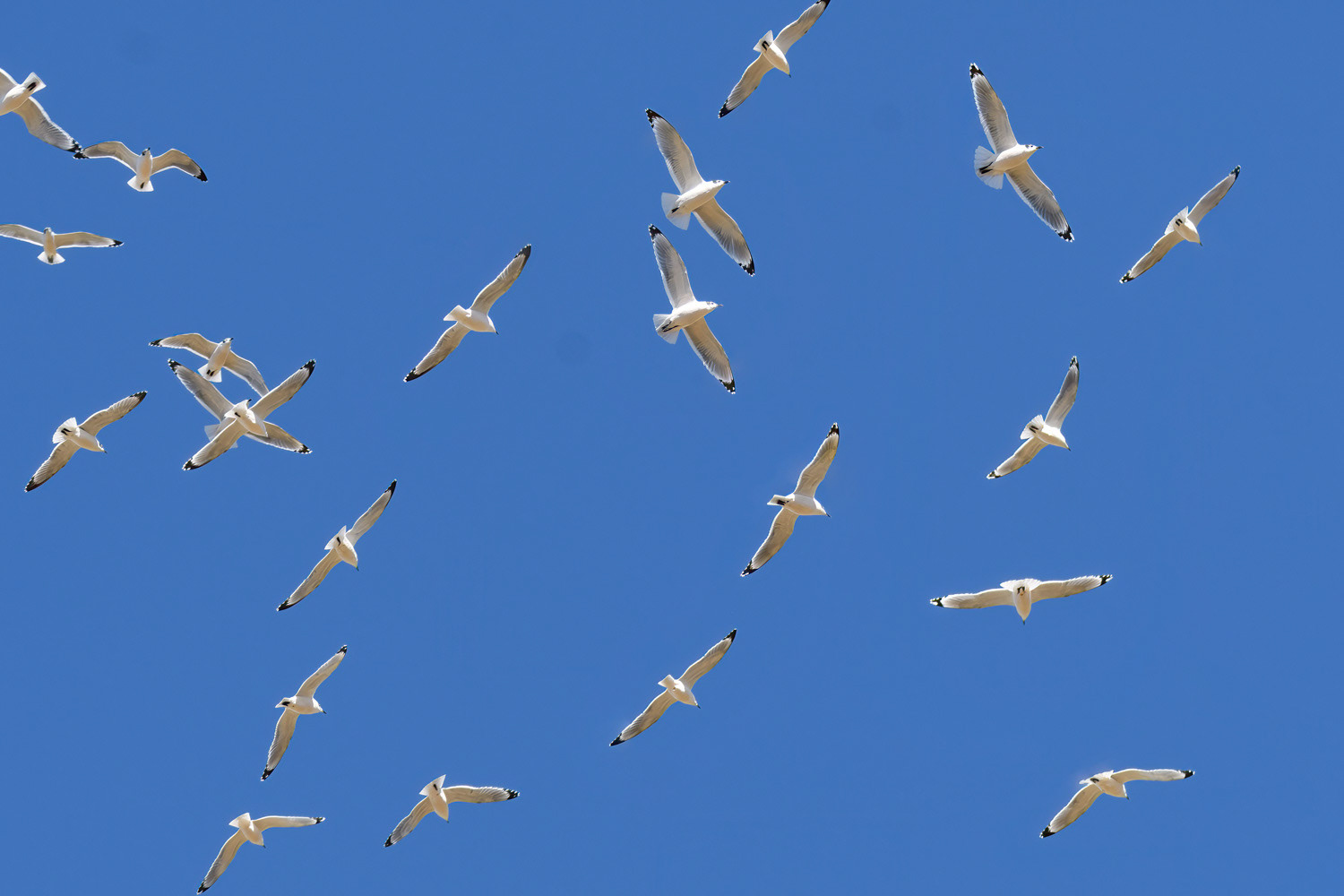 Franklin's Gulls