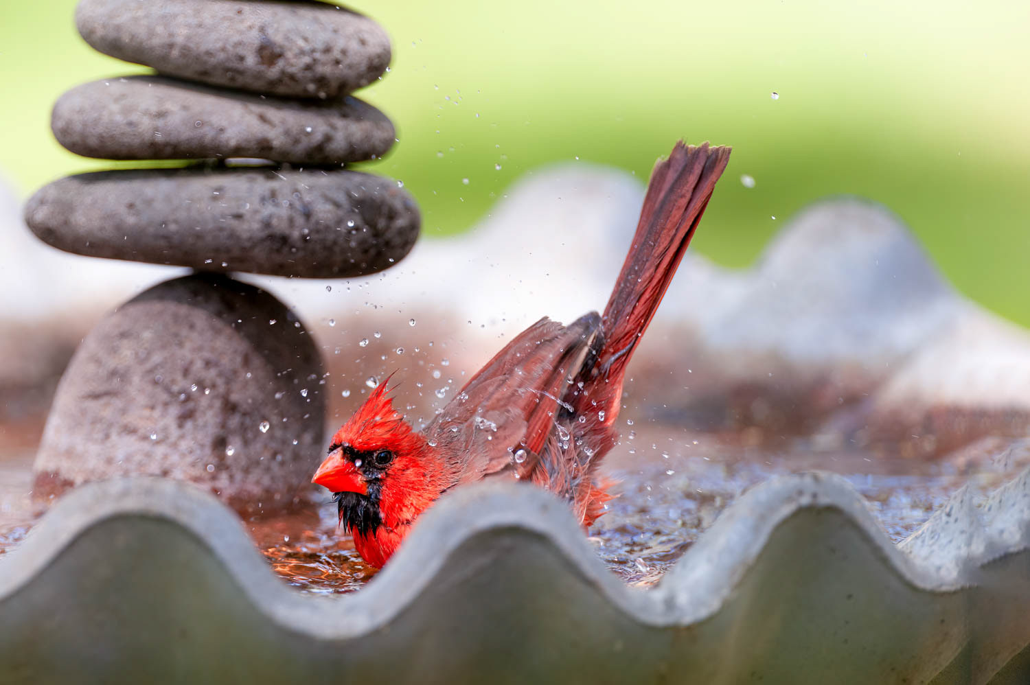 Northern Cardinal - Male