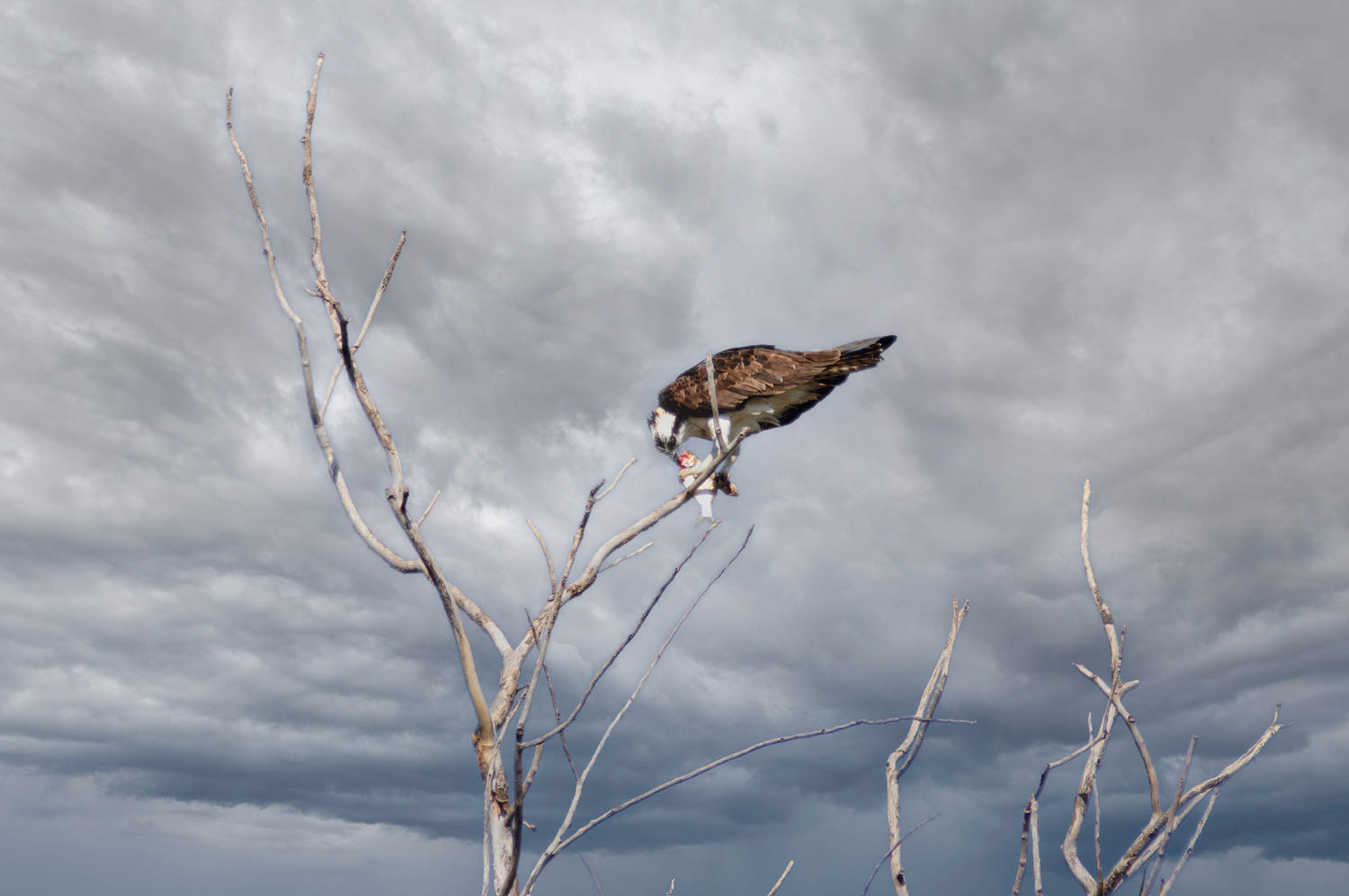 Osprey