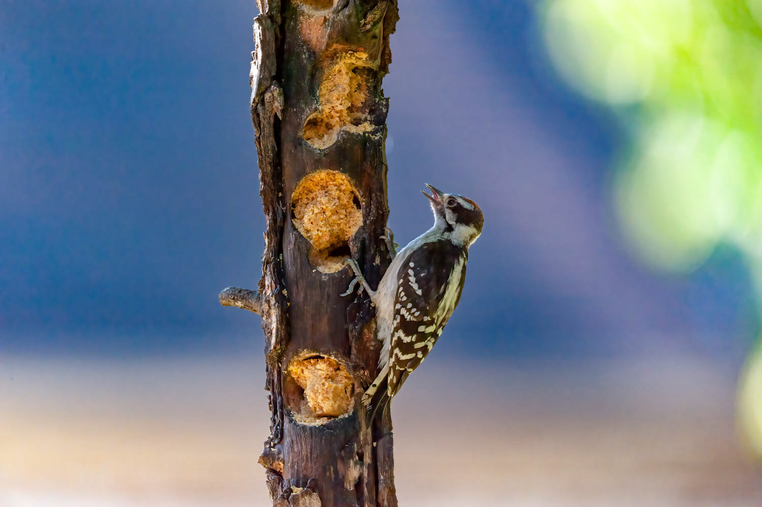 Downy Woodpeclers - Juvenile