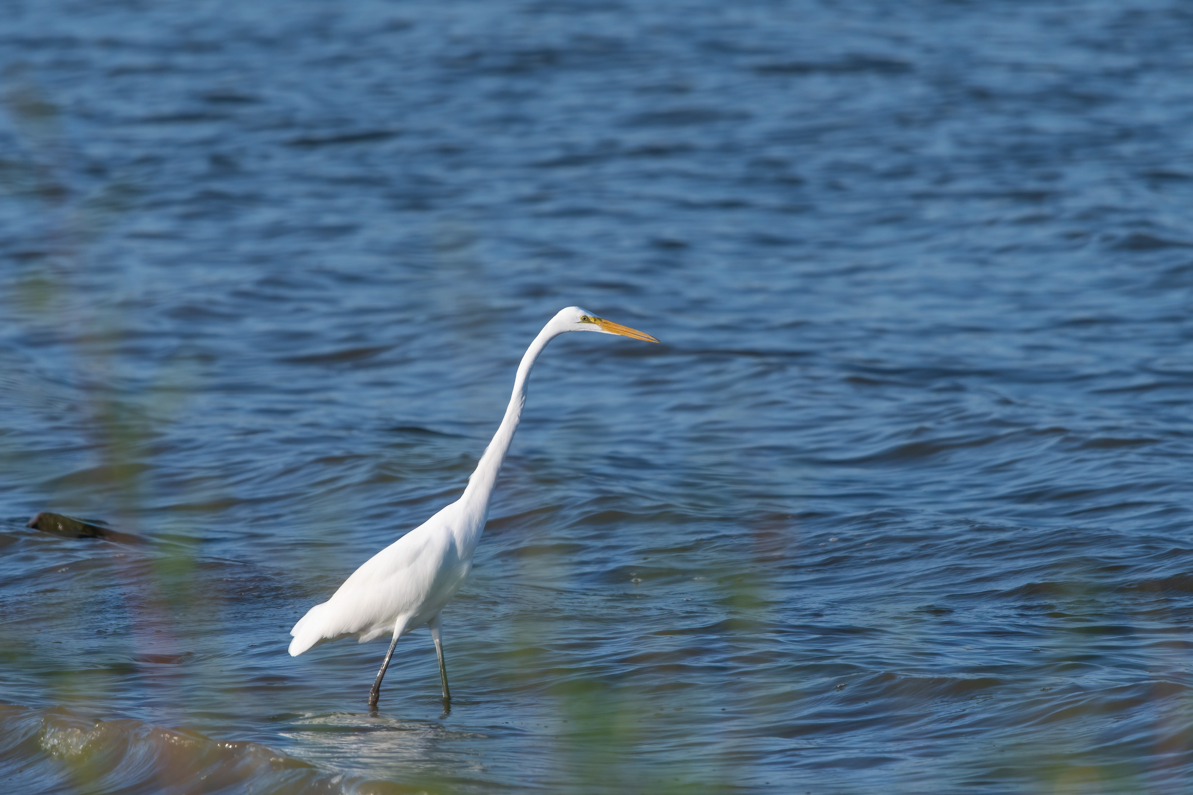 Great Egret