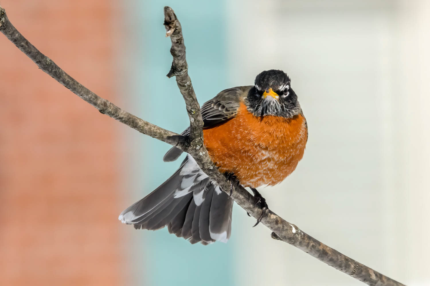 American Robin
