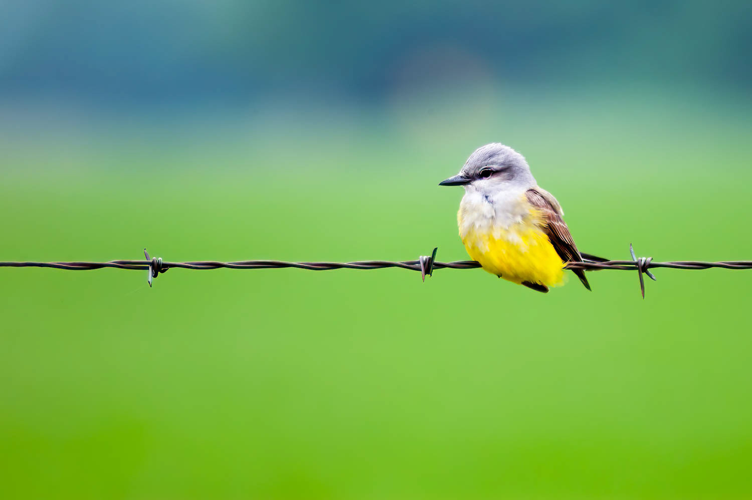 Western Kingbird