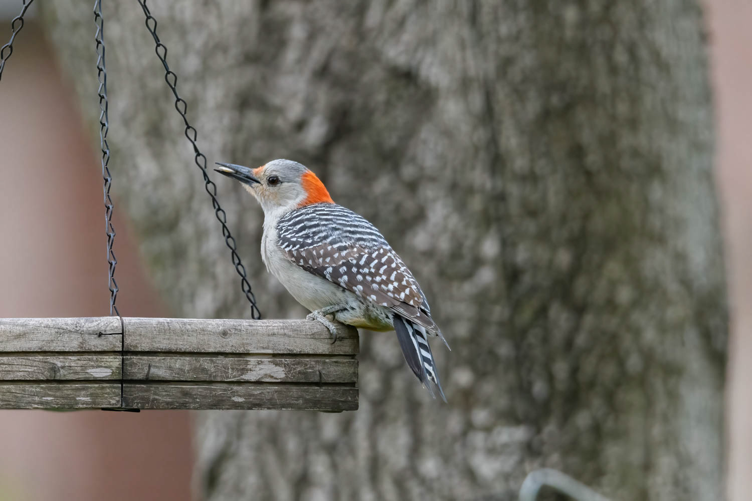 Red-bellied Woodpecker