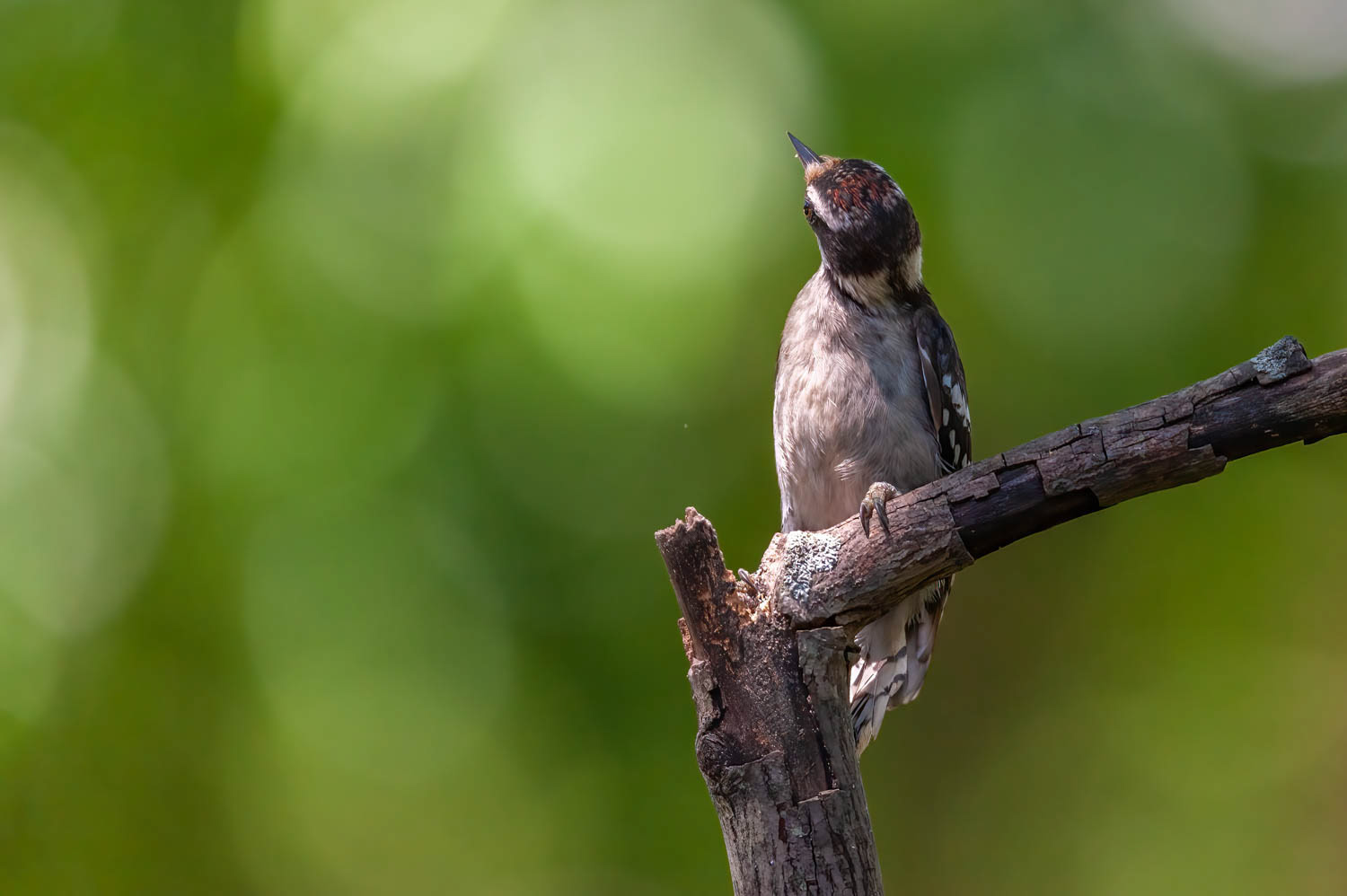 Downy Woodpeclers - Juvenile