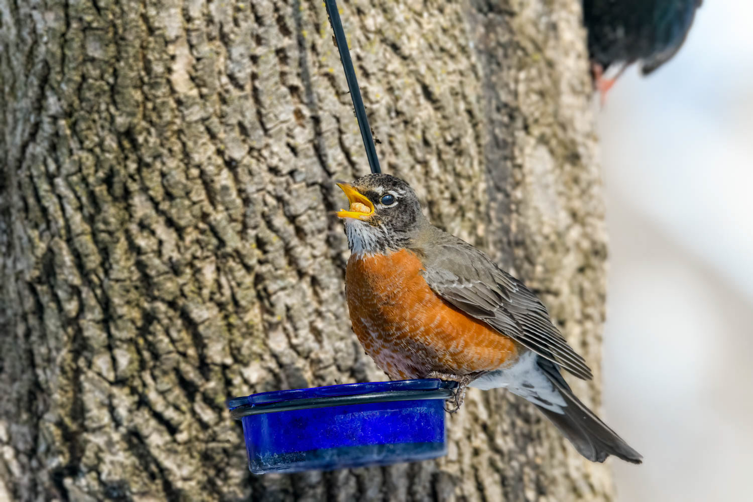 American Robin