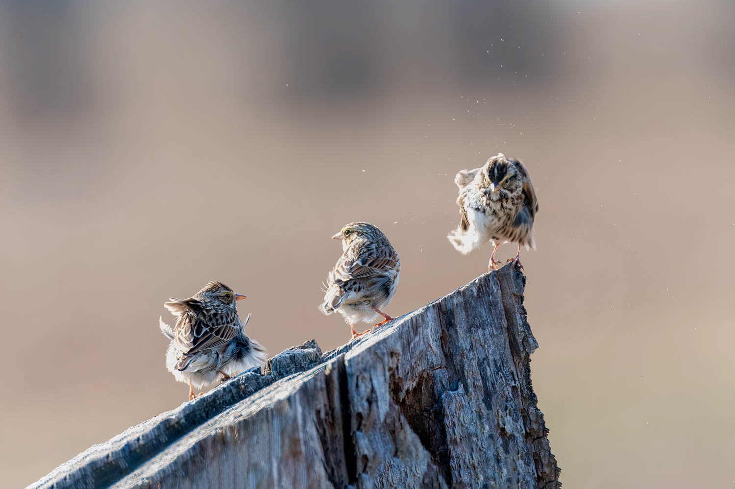 Savannah Sparrow
