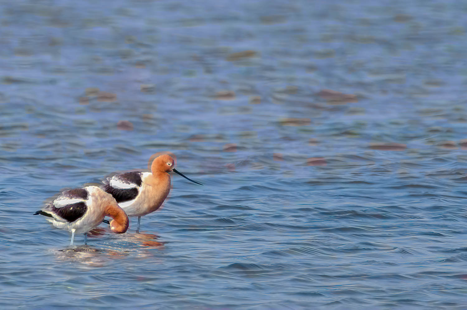 American Avocets