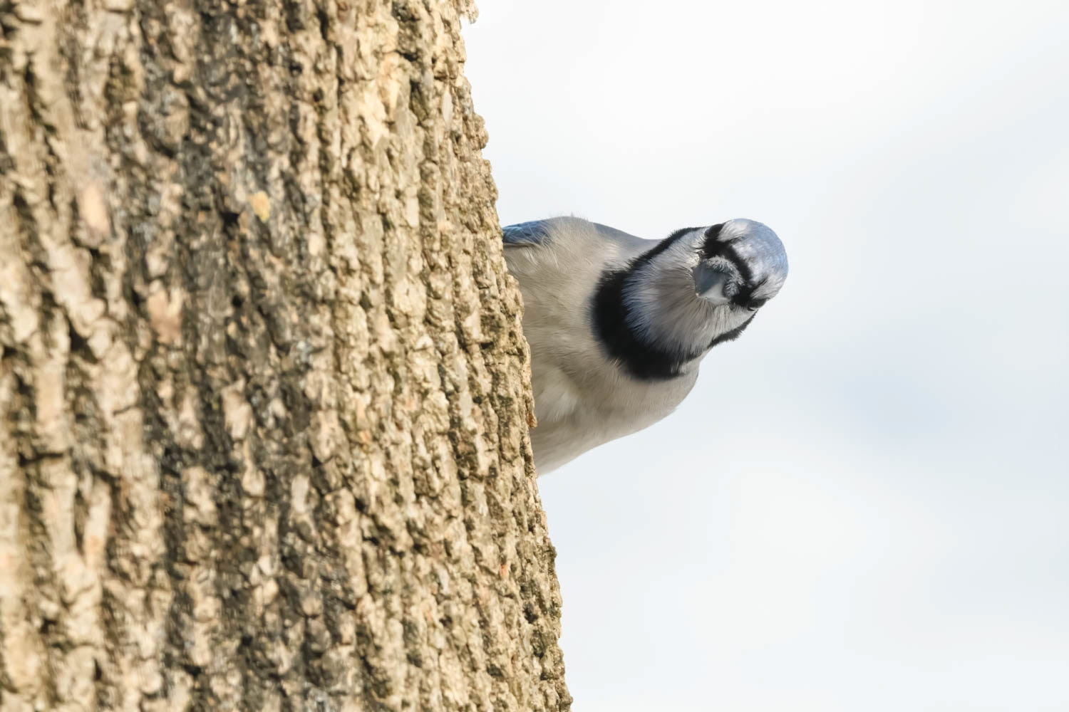 Bluejay