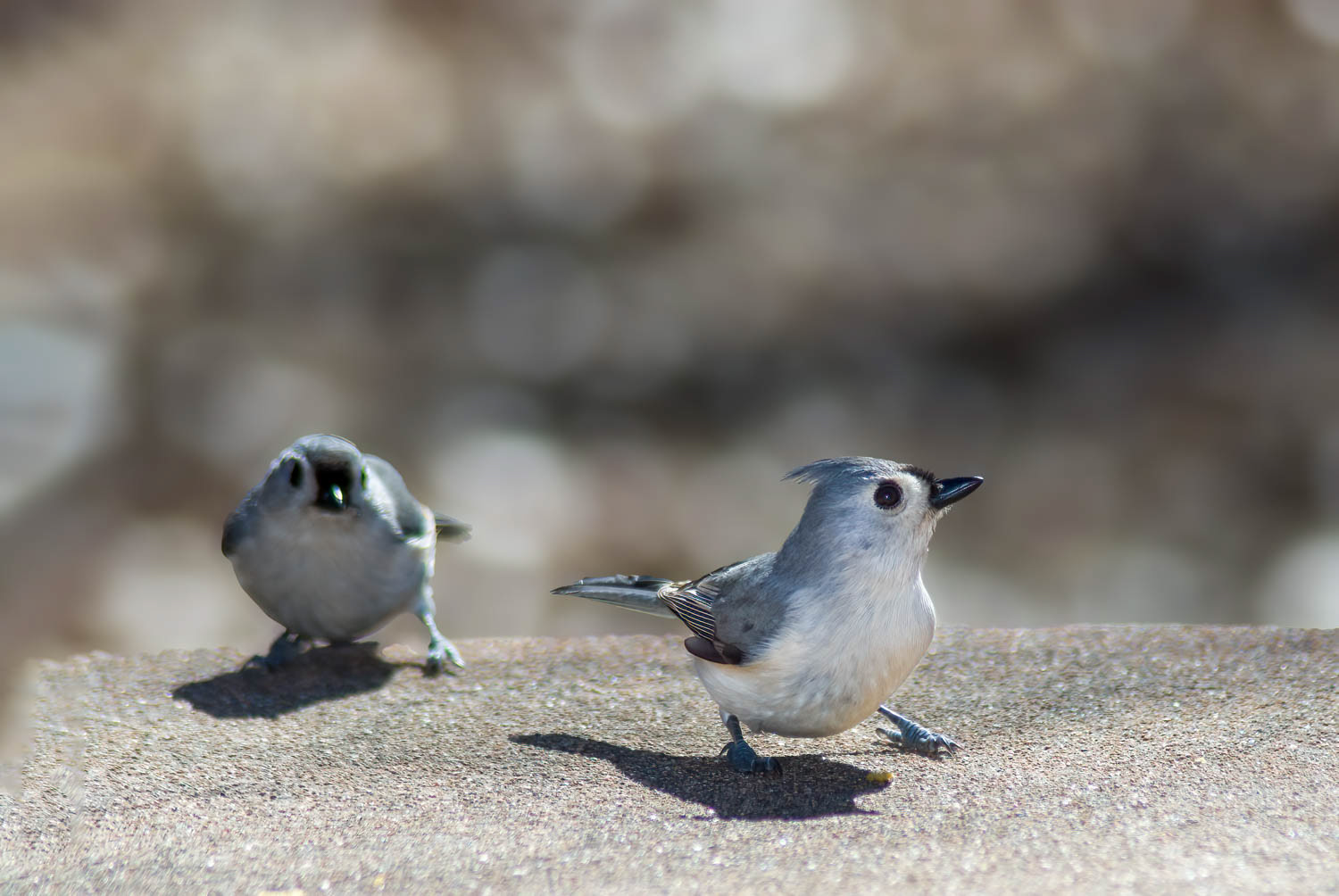 Tufted Titmouse