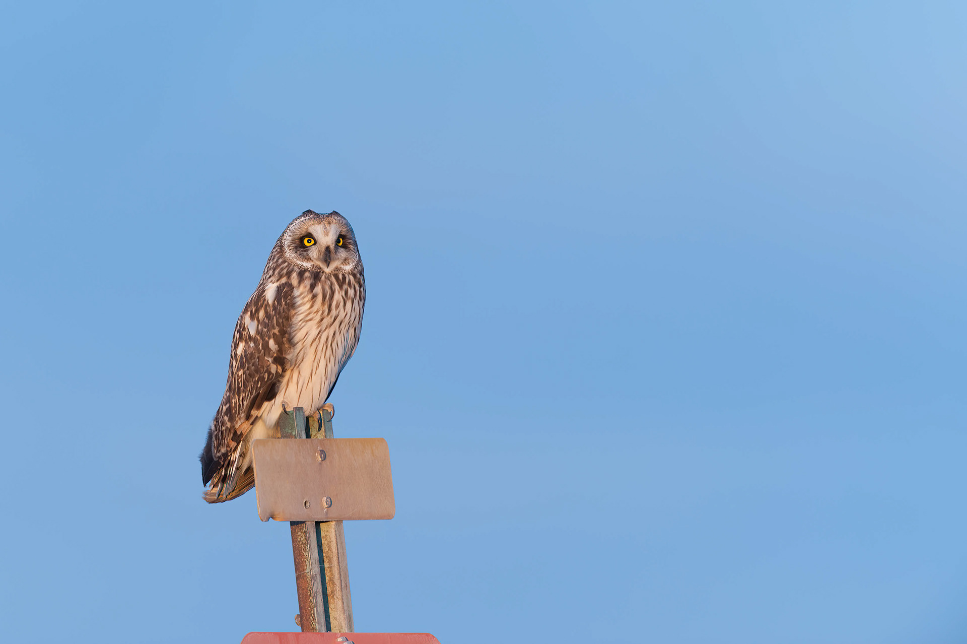 Short Eared Owl  (Asio flammeus)