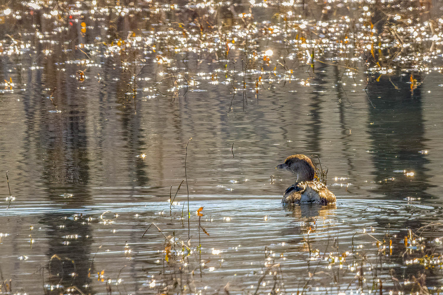 Pied-billed Grebe