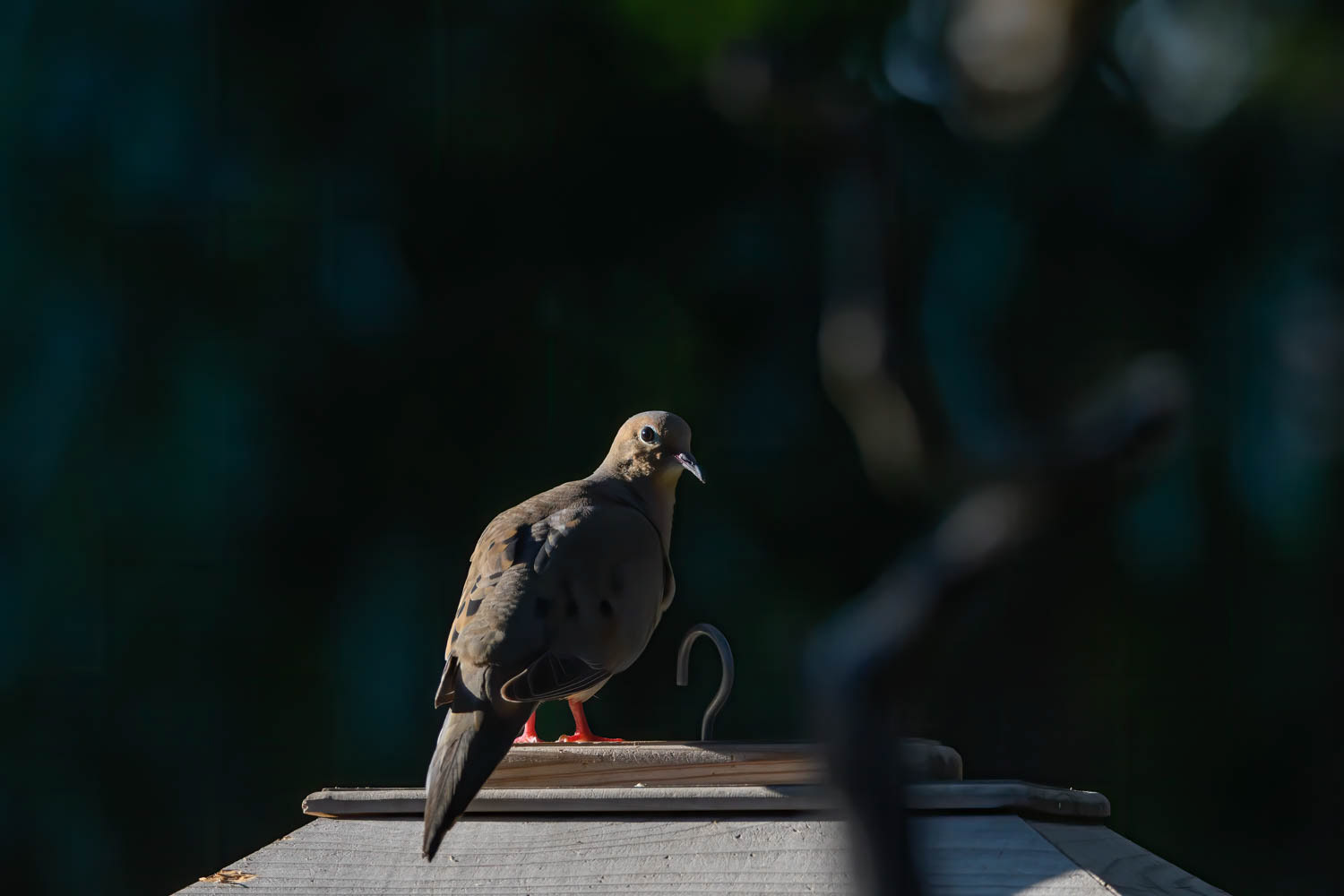 Mourning Dove