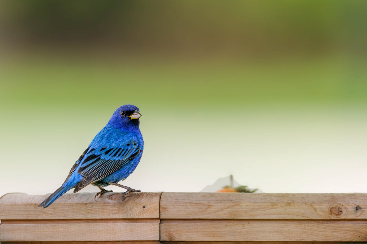 Indigo Bunting-Male