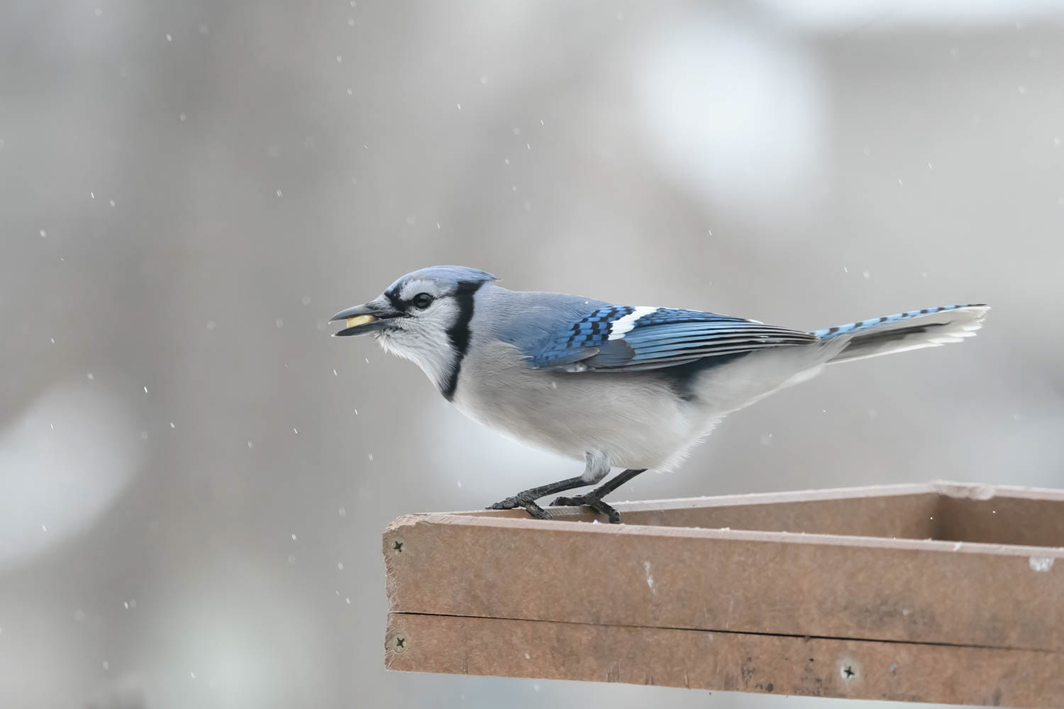 Bluejay