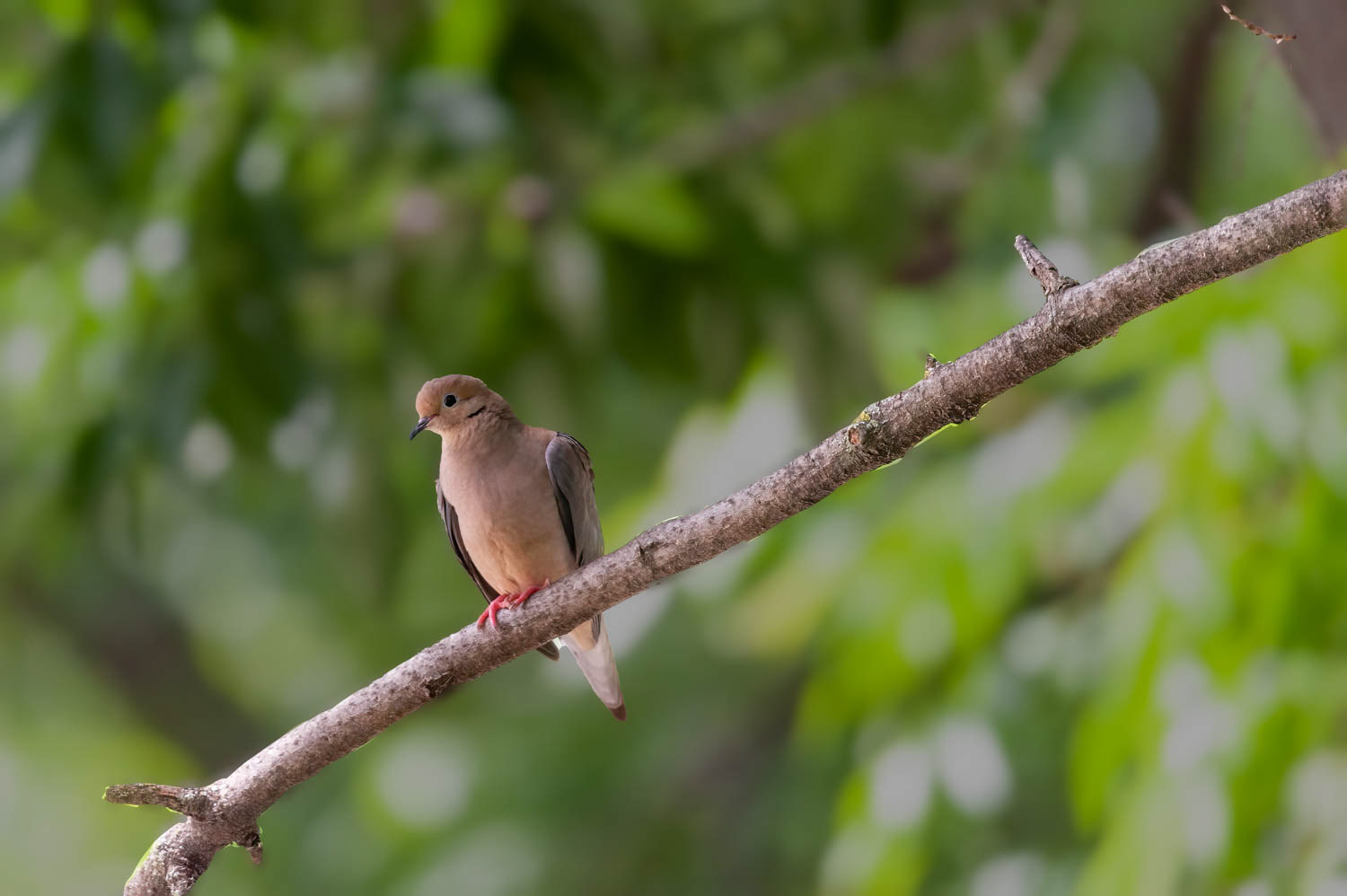Mourning Dove