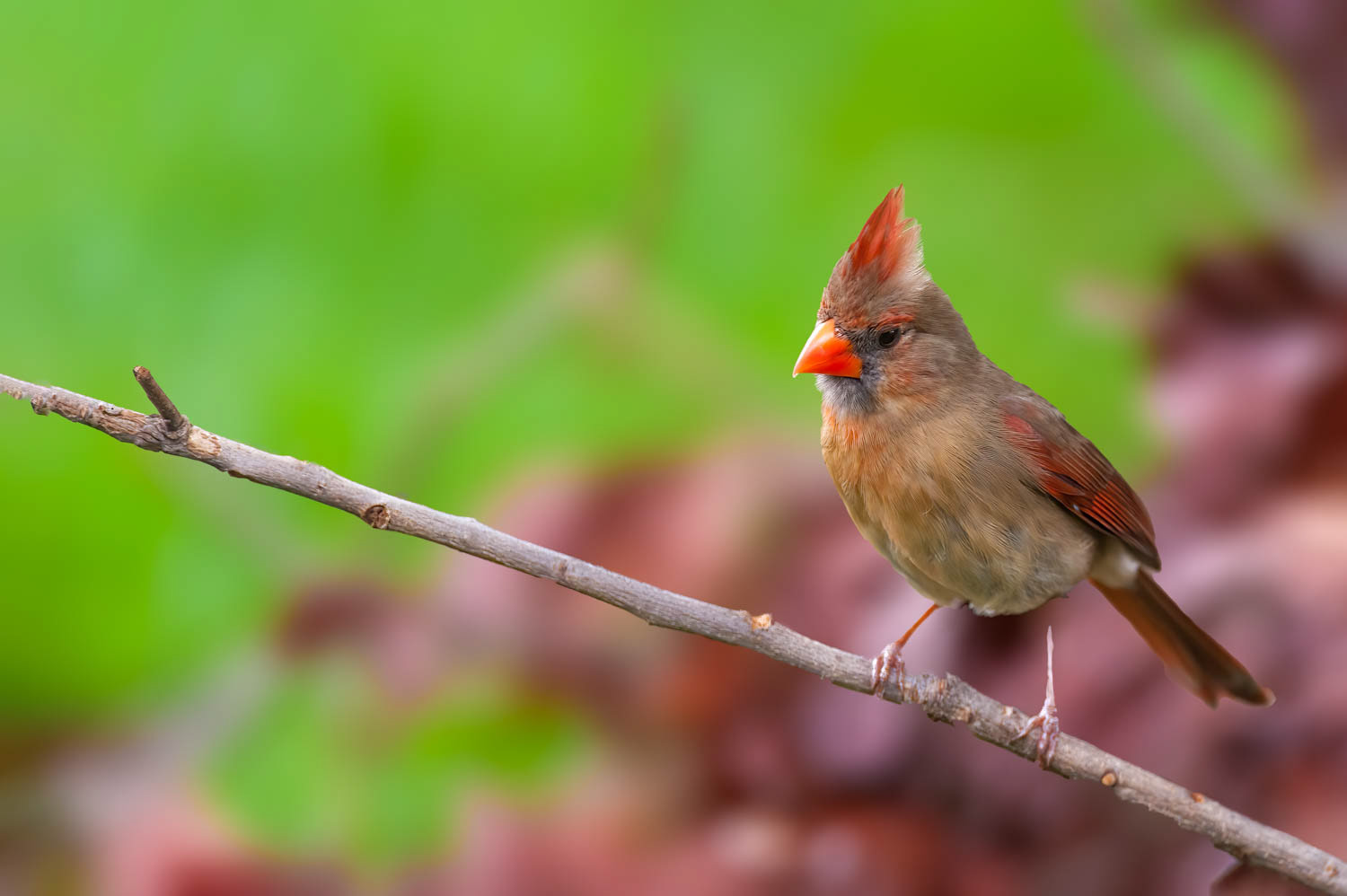 Northern Cardinal - Female