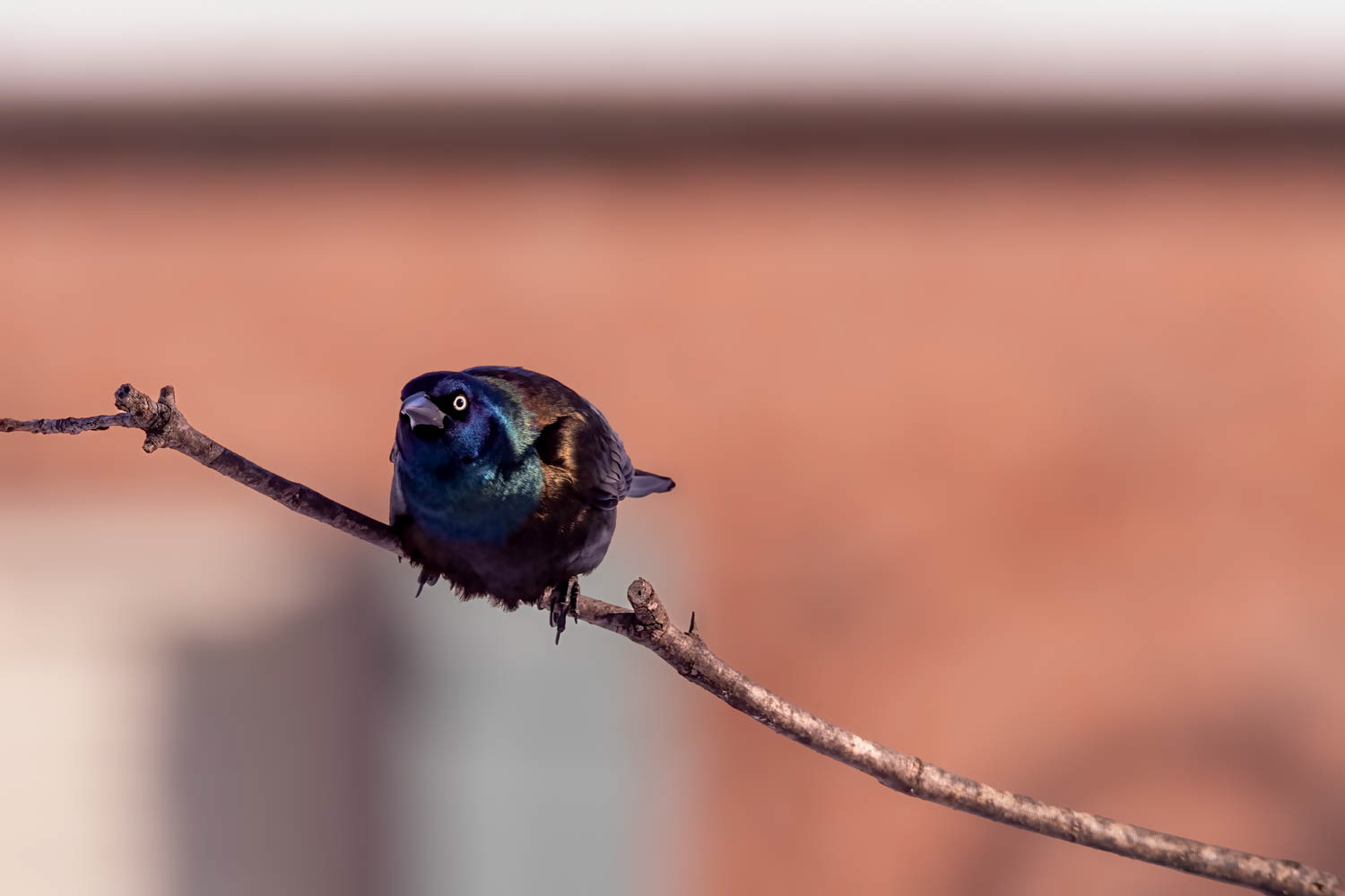 Common Grackle