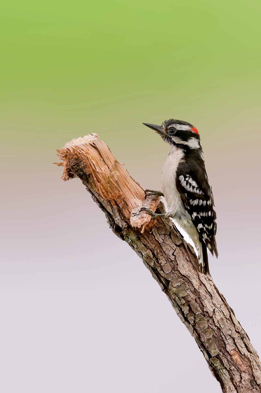 Downy Woodpeclers - Male