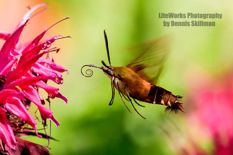 Clearwing Hummingbird Moth